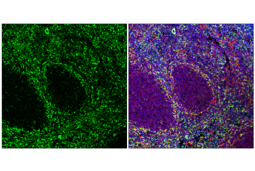 Immunofluorescence Image 1: FcRγ (E6Y1A) Rabbit mAb