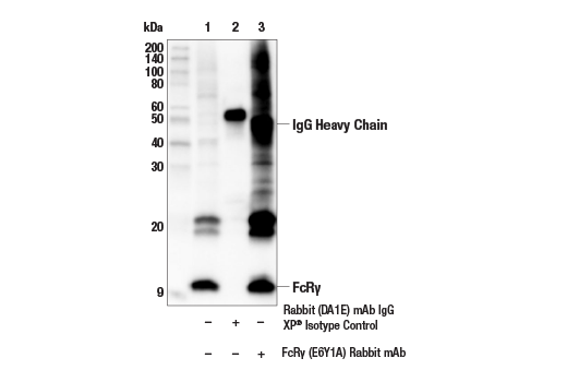 Immunoprecipitation Image 1: FcRγ (E6Y1A) Rabbit mAb