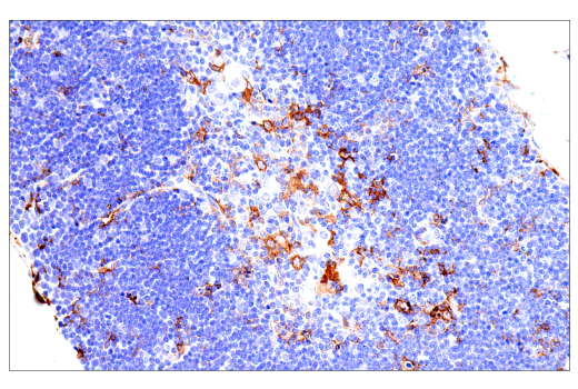 Immunohistochemistry Image 15: FcRγ (E6Y1A) Rabbit mAb