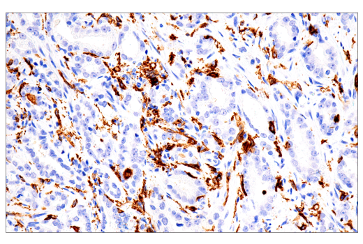 Immunohistochemistry Image 4: FcRγ (E6Y1A) Rabbit mAb