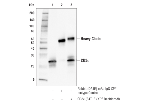  Image 13: Mouse Immune Cell Phenotyping IHC Antibody Sampler Kit