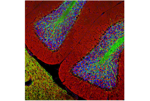 Immunofluorescence Image 1: Myelin Basic Protein (D8X4Q) XP® Rabbit mAb
