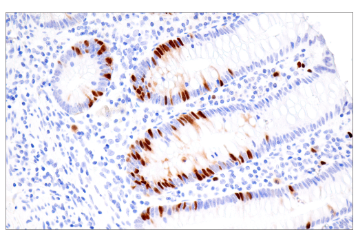 Immunohistochemistry Image 9: Geminin (EM6) Mouse mAb