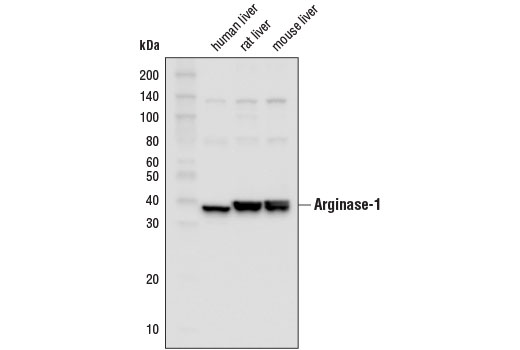Western Blotting Image 1: Arginase-1 (D4E3M™) XP® Rabbit mAb (HRP Conjugate)