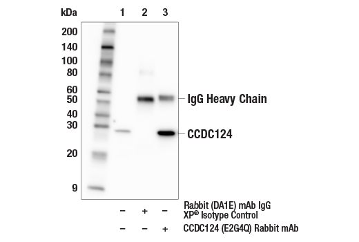 Immunoprecipitation Image 1: CCDC124 (E2G4Q) Rabbit mAb