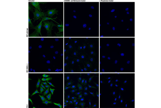 Immunofluorescence Image 1: Phospho-GSK-3β (Ser9) (D85E12) XP® Rabbit mAb (BSA and Azide Free)