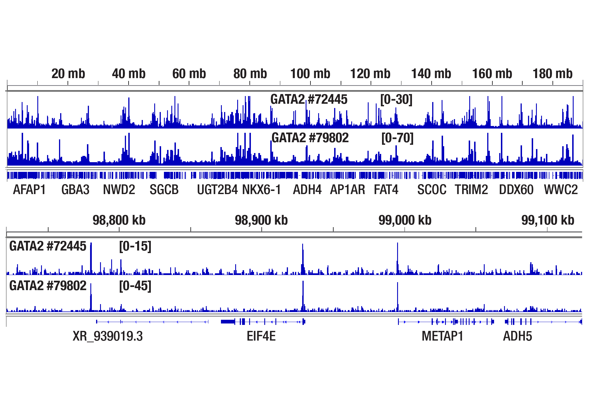  Image 24: GATA Transcription Factor Antibody Sampler Kit