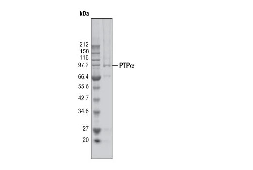  Image 2: PTPα Phosphatase