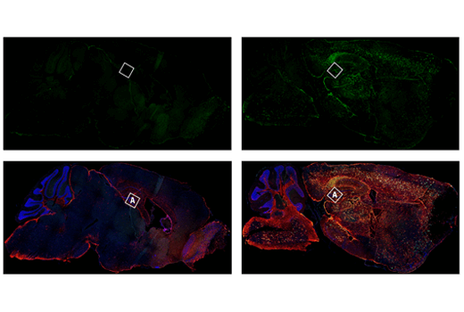 Immunofluorescence Image 1: CD16/CD32 (2.4G2) Rat mAb (IF Formulated)