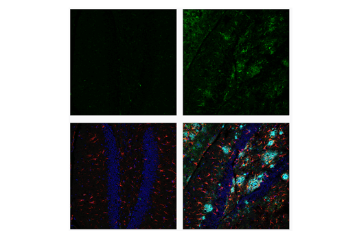 Immunofluorescence Image 2: CD16/CD32 (2.4G2) Rat mAb (IF Formulated)