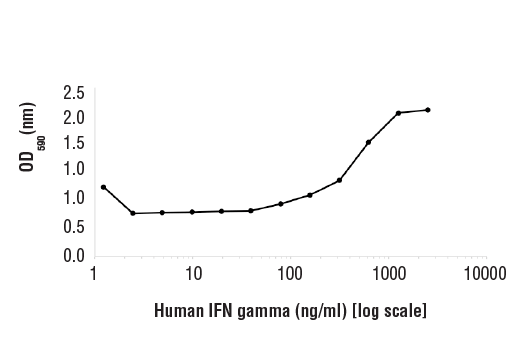  Image 1: Human Interferon-γ (hIFN-γ) Recombinant Protein