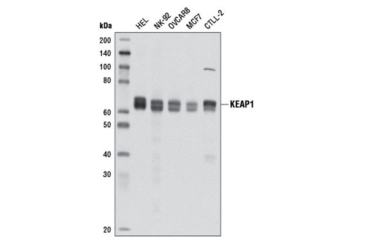 NRF2 (D1Z9C) XP® Rabbit mAb | Cell Signaling Technology