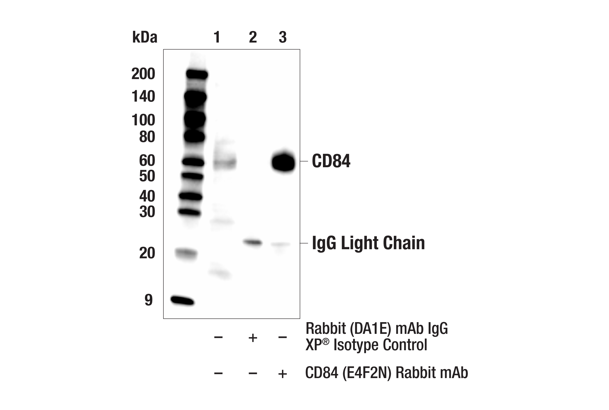 Immunoprecipitation Image 1: CD84 (E4F2N) Rabbit mAb