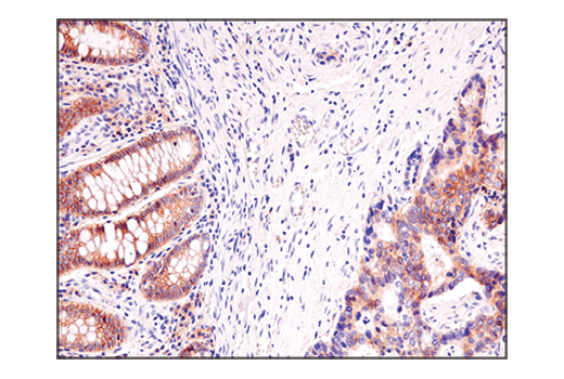 Immunohistochemistry Image 7: ASCT2 (D7C12) Rabbit mAb (BSA and Azide Free)