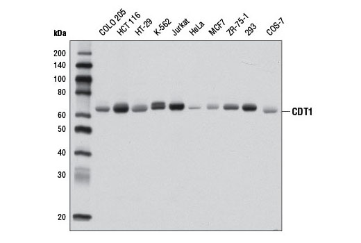  Image 8: Cell Cycle Phase Determination Antibody Sampler Kit