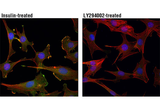 Immunofluorescence Image 1: Phospho-Akt (Thr308) (D25E6) XP® Rabbit mAb (BSA and Azide Free)