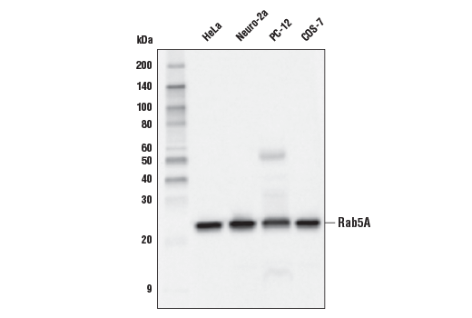 Western Blotting Image 1: Rab5A (E6N8S) Mouse mAb (BSA and Azide Free)