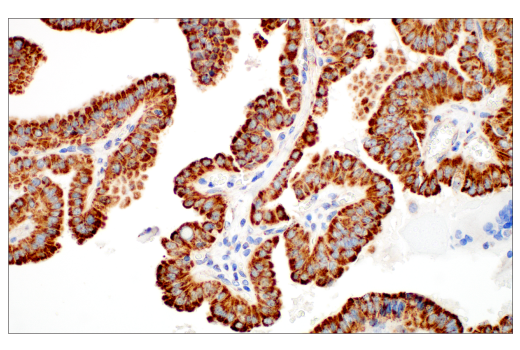 Immunohistochemistry Image 5: TFAM (D5C8) Rabbit mAb