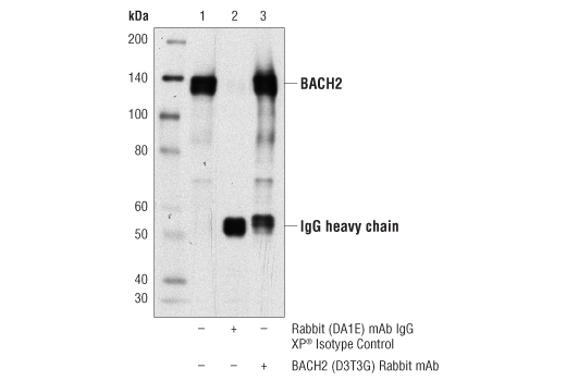 Immunoprecipitation Image 1: BACH2 (D3T3G) Rabbit mAb