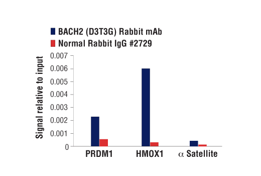 Chromatin Immunoprecipitation Image 1: BACH2 (D3T3G) Rabbit mAb