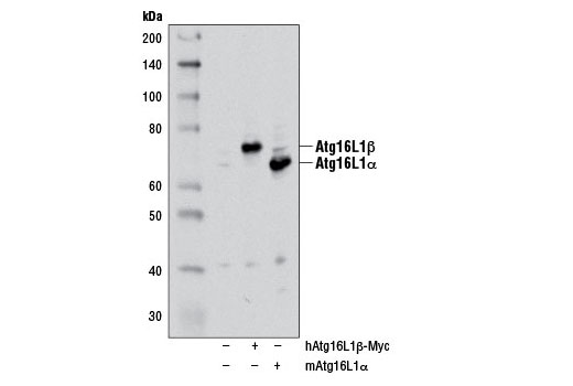  Image 6: PhosphoPlus® Atg16L1 (Ser278) Antibody Duet