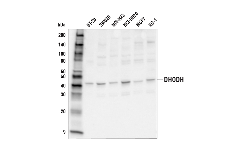 Western Blotting Image 1: DHODH Antibody
