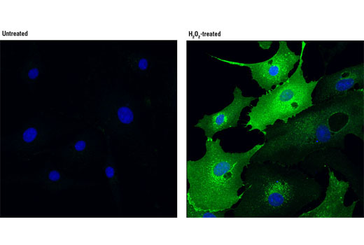 Immunofluorescence Image 1: Phospho-PZR (Tyr241) (D6F9) Rabbit mAb