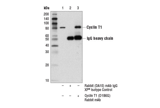 Immunoprecipitation Image 1: Cyclin T1 (D1B6G) Rabbit mAb