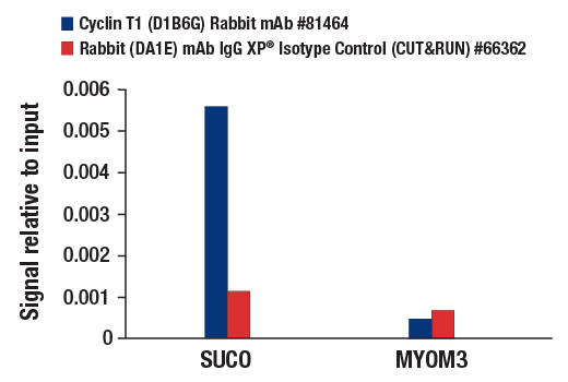 CUT and RUN Image 3: Cyclin T1 (D1B6G) Rabbit mAb