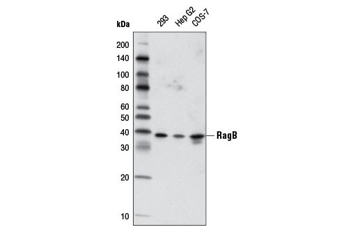  Image 5: Rag and LAMTOR Antibody Sampler Kit