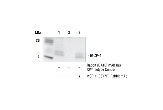 Immunoprecipitation Image 1: MCP-1 (E8Y7P) Rabbit mAb