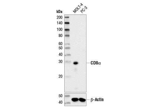 Western Blotting Image 1: CD8α (D8A8Y) Rabbit mAb (BSA and Azide Free)