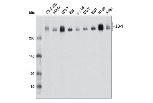 ZO-1 (D7D12) Rabbit mAb | Cell Signaling Technology