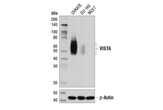 Western Blotting Image 1: VISTA (D1L2G™) XP® Rabbit mAb (BSA and Azide Free)
