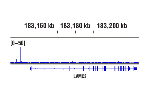  Image 41: NF-κB Pathway Antibody Sampler Kit