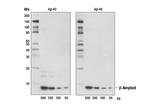 Western Blotting Image 2: β-Amyloid (D54D2) XP® Rabbit mAb