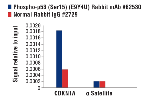 Chromatin Immunoprecipitation Image 1: Phospho-p53 (Ser15) (E9Y4U) Rabbit mAb