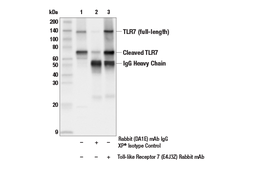 Immunoprecipitation Image 1: Toll-like Receptor 7 (E4J3Z) Rabbit mAb