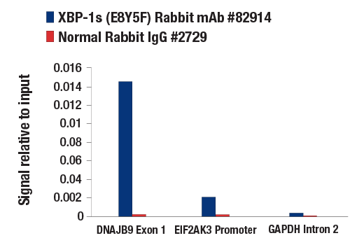Chromatin Immunoprecipitation Image 2: XBP-1s (E8Y5F) Rabbit mAb