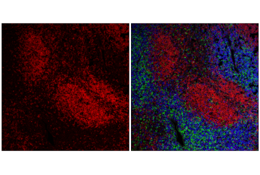Immunofluorescence Image 1: CD45R/B220 (RA3-6B2) Rat mAb (redFluor™ 710 Conjugate)