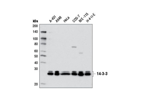 Western Blotting Image 1: 14-3-3 (pan) Antibody