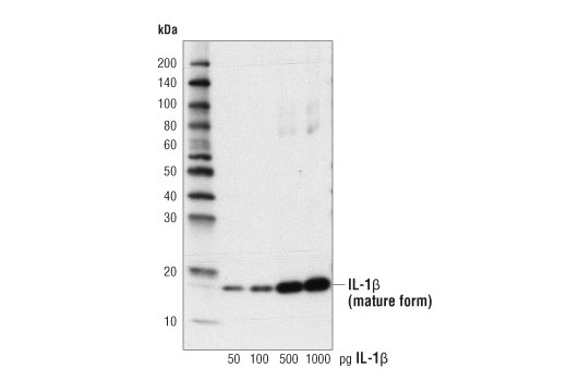  Image 9: Human Reactive Inflammasome Antibody Sampler Kit II