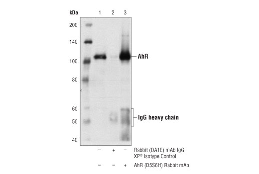 Immunoprecipitation Image 1: AhR (D5S6H) Rabbit mAb