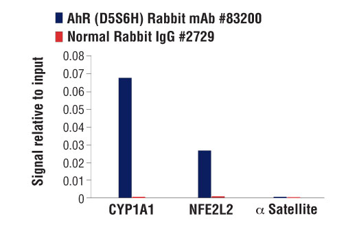 Chromatin Immunoprecipitation Image 1: AhR (D5S6H) Rabbit mAb