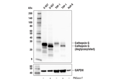 Western Blotting Image 1: Cathepsin G Antibody