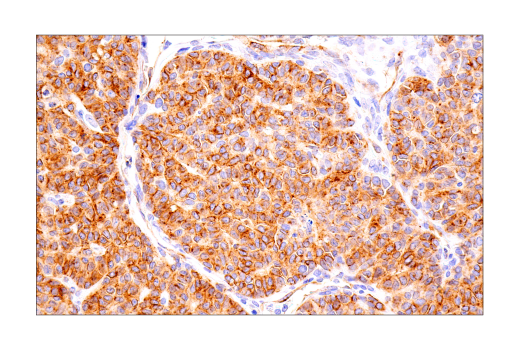 Immunohistochemistry Image 1: Connexin 43 (E7N2R) XP® Rabbit mAb
