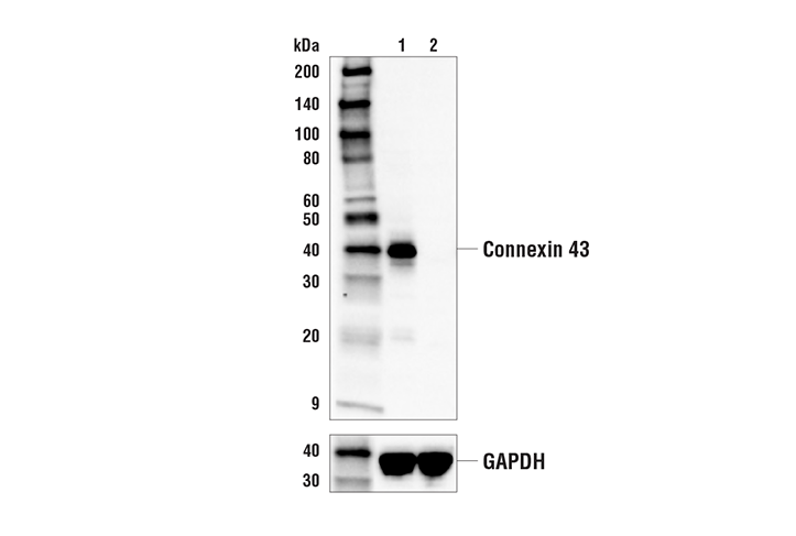 Western Blotting Image 2: Connexin 43 (E7N2R) XP® Rabbit mAb (BSA and Azide Free)