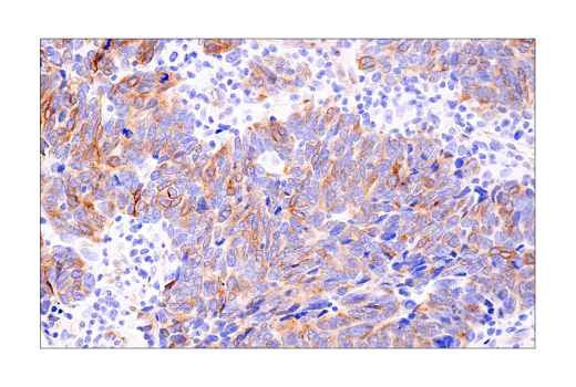 Immunohistochemistry Image 6: Connexin 43 (E7N2R) XP® Rabbit mAb (BSA and Azide Free)