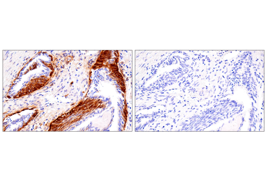 Immunohistochemistry Image 2: Connexin 43 (E7N2R) XP® Rabbit mAb (BSA and Azide Free)