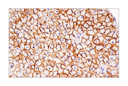 Immunohistochemistry Image 12: Connexin 43 (E7N2R) XP® Rabbit mAb (BSA and Azide Free)